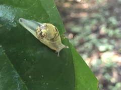 Urocyclidae