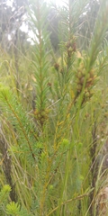 Pultenaea weindorferi