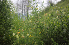 Lathyrus cabrerianus