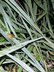 Dendropsophus parviceps