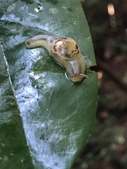 Urocyclidae