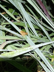 Dendropsophus parviceps