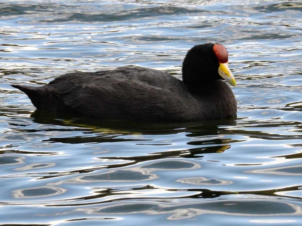 Andean Coot
