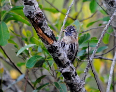 Picumnus nebulosus