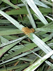 Dendropsophus parviceps