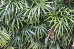 Rhapis excelsa