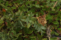 Hedysarum consanguineum