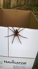 Ancylometes bogotensis