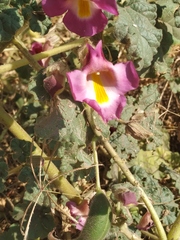 Proboscidea fragrans