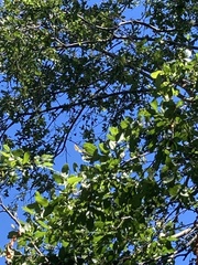 Nothofagus obliqua