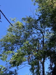 Nothofagus obliqua