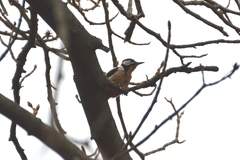 Dendrocopos major