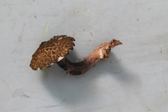 Tylopilus rufonigricans