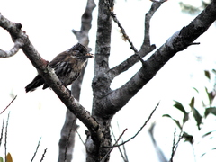 Picumnus nebulosus
