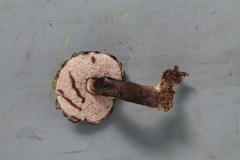 Tylopilus rufonigricans