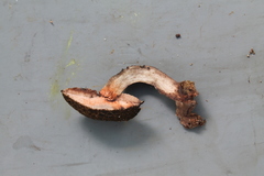 Tylopilus rufonigricans