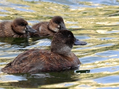 Andean Duck photo 3
