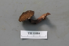 Tylopilus rufonigricans