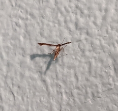 Michaelophorus indentatus