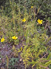 Sclerocarpus uniserialis