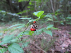Dysdercus albofasciatus