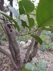 Chiococca pachyphylla