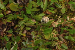Dryas oxyodonta
