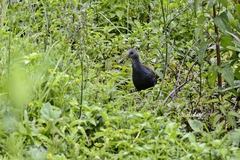 Pardirallus nigricans