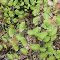 Adiantum jordanii image
