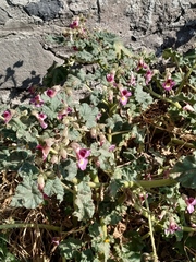 Proboscidea fragrans