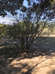 Eucalyptus leucoxylon