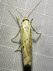 Fissicrambus profanellus