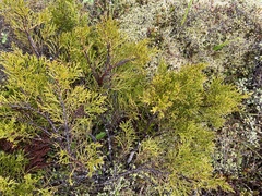 Halocarpus bidwillii