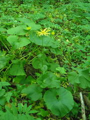 Doronicum macrophyllum