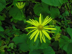 Doronicum macrophyllum