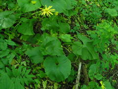 Doronicum macrophyllum