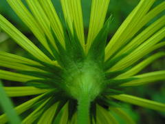 Doronicum macrophyllum