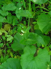 Doronicum macrophyllum