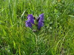 Dracocephalum austriacum