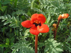 Phelypaea coccinea