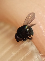 Cryptochetum iceryae