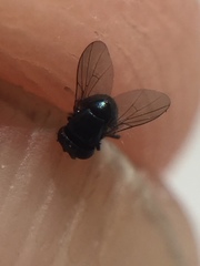 Cryptochetum iceryae