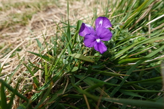 Viola bubanii