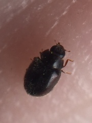 Scymnus blackburni