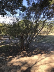 Eucalyptus leucoxylon