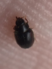 Scymnus blackburni