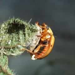 Dinocampus coccinellae paralysis virus