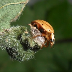 Dinocampus coccinellae paralysis virus