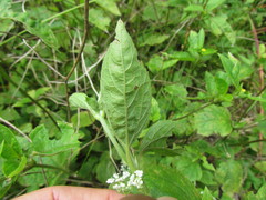 Calyptocarpus brasiliensis