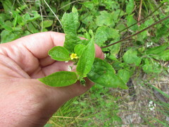 Calyptocarpus brasiliensis